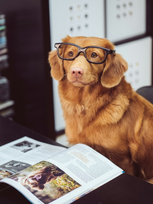 See Your Pet in a New Light