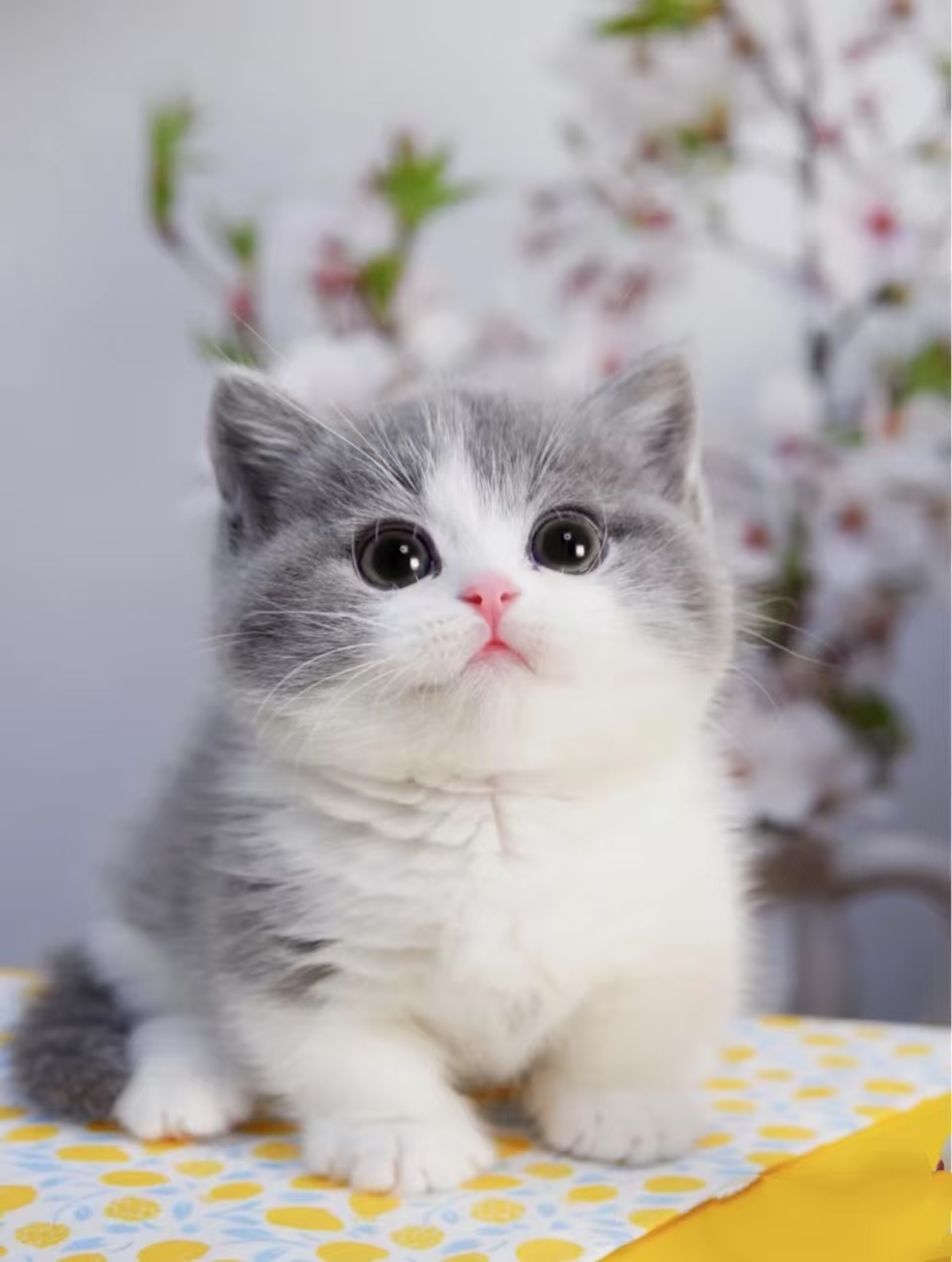 No Technical Skills Required